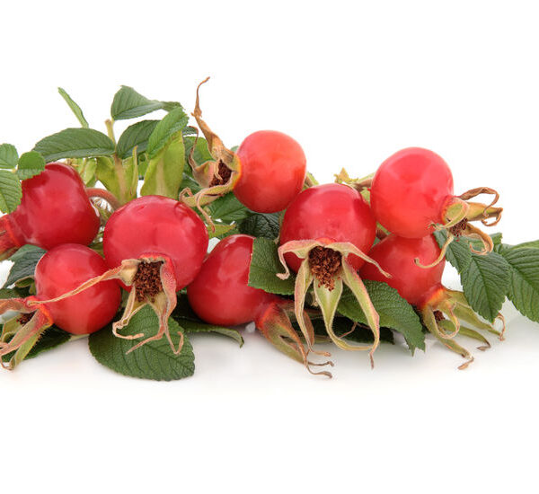 organic virgin rosehip seed oil 3