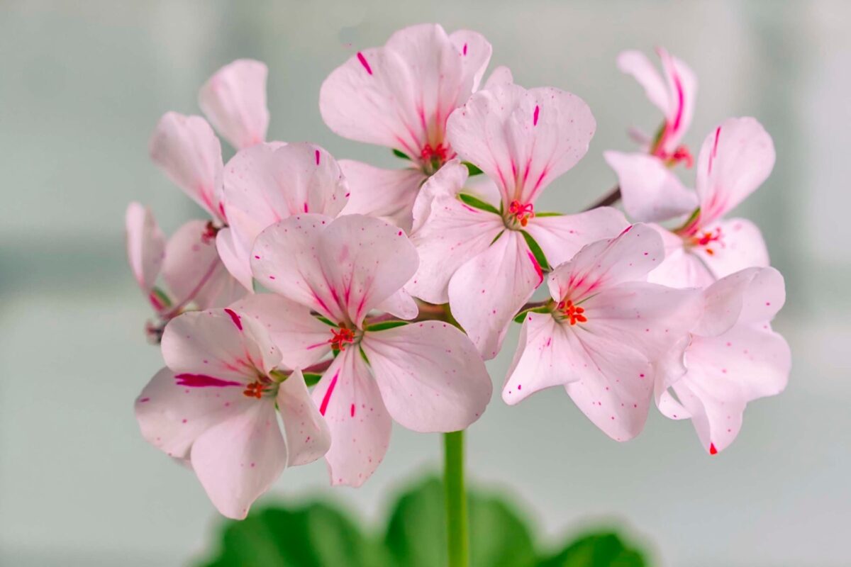 rose geranium essential oil 1