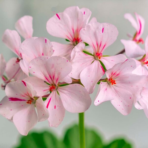 rose geranium essential oil 1