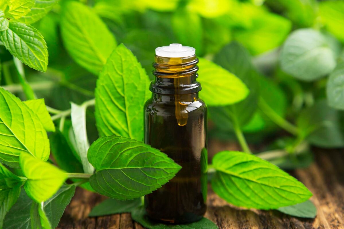 spearmint essential oil 1