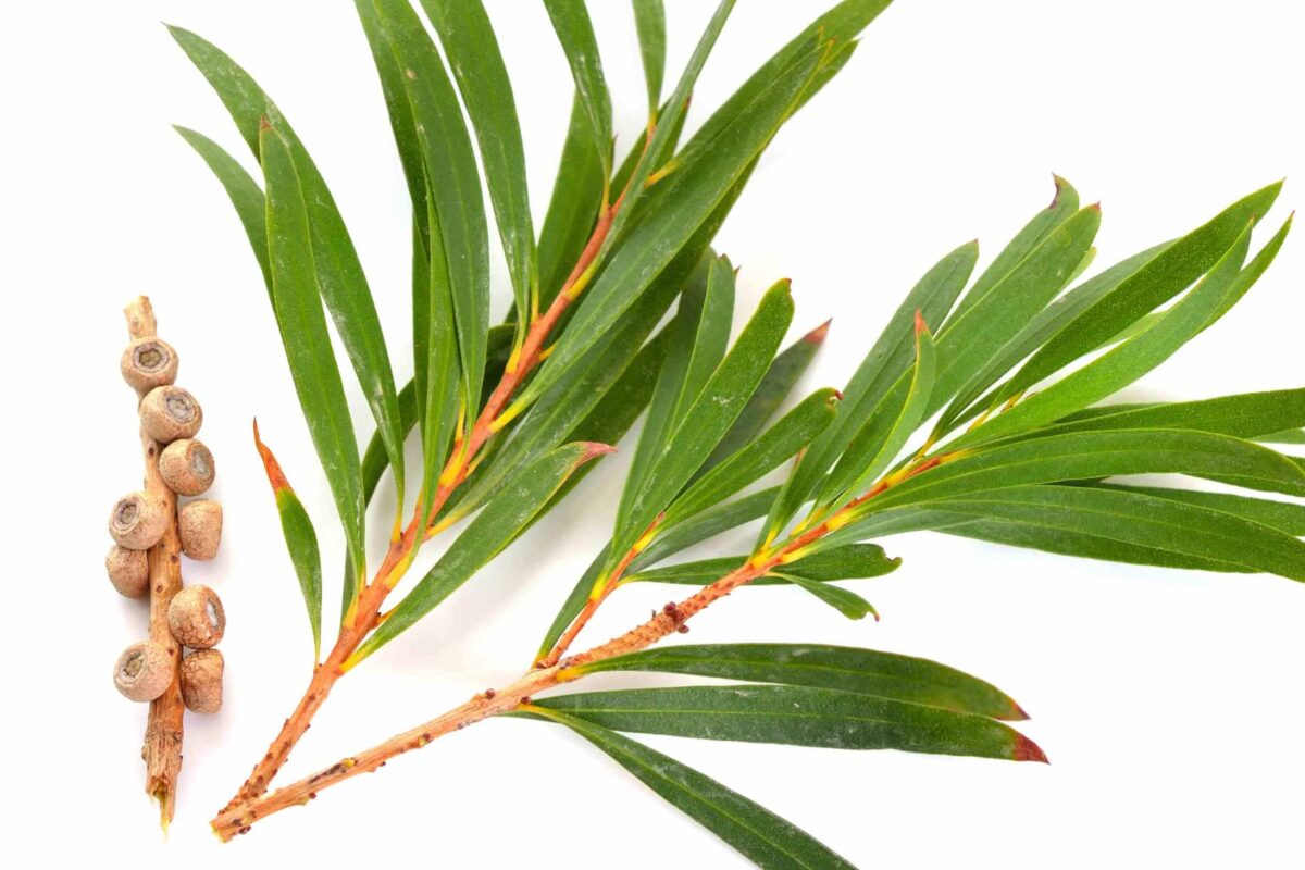 tea tree essential oil 1