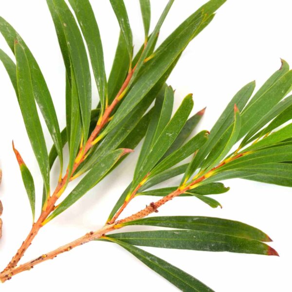 tea tree essential oil 1