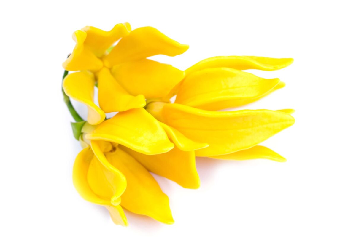 ylang essential oil 1