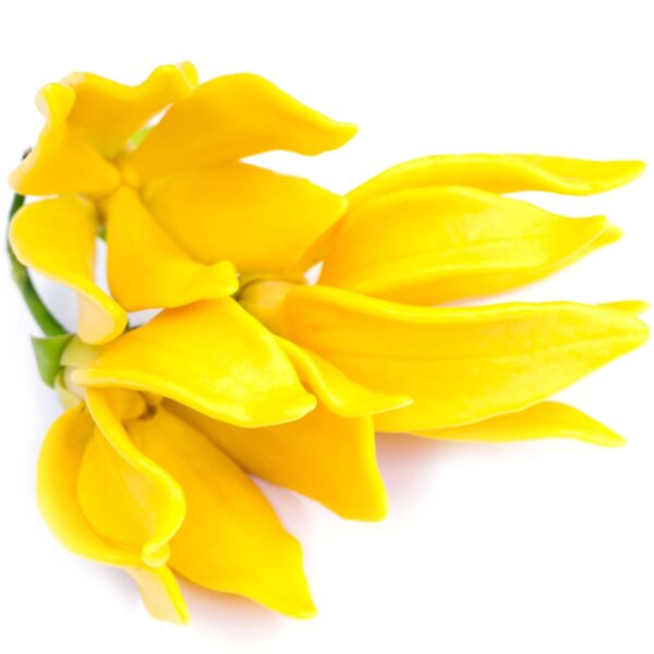 ylang essential oil 1