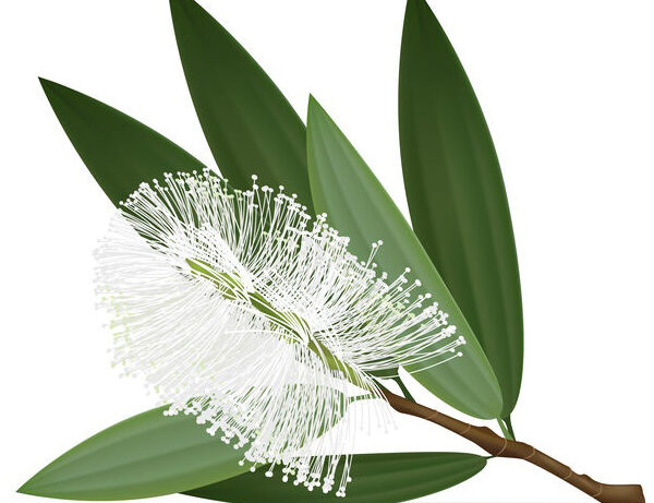 cajeput essential oil