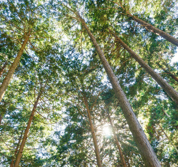 cypress essential oil