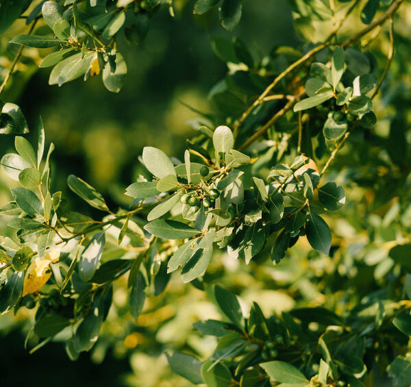 ravensara essential oil