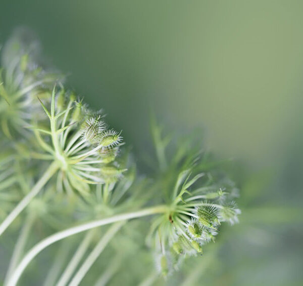 carrot seed essential oil