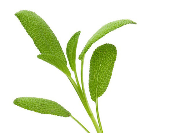 dalmation sage essential oil