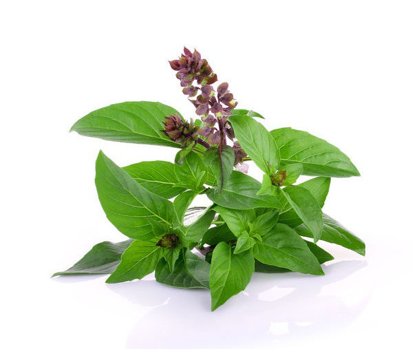 sweet basil essential oil