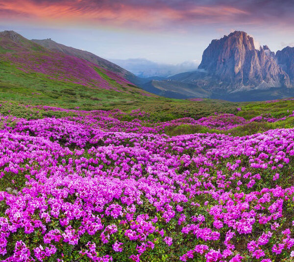 rhododendron essential oil