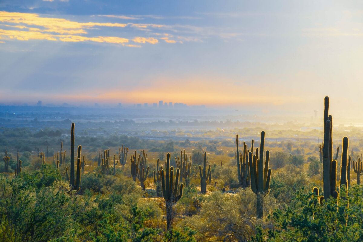 desert sage