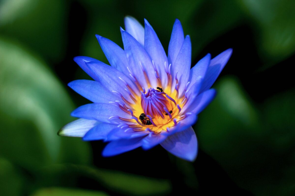 blue lotus and moss fragrance for soap and candles