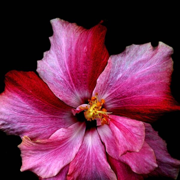 hibiscus flowers fragrance for soap and candles