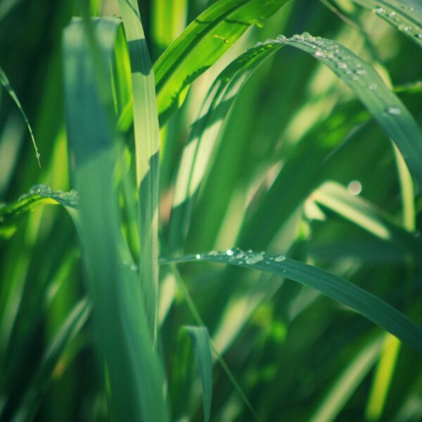 palmrosa essential oil for soap and candles