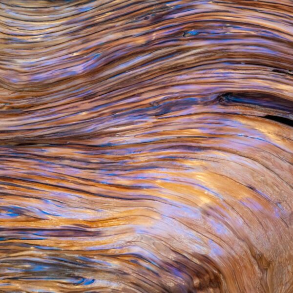 rice flower and shea fragrance for soap and candles