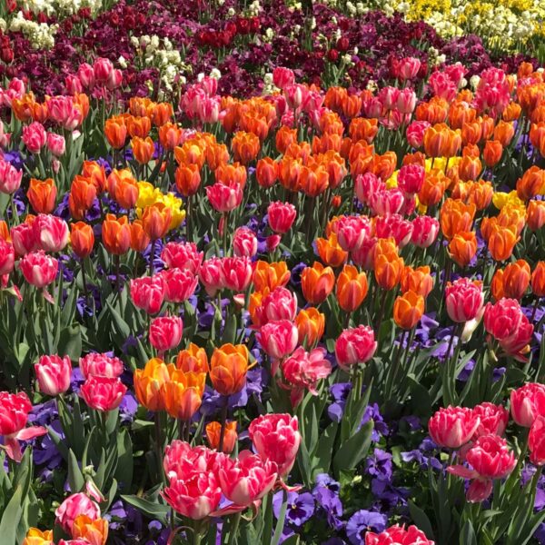 spring flowers for soap and candles