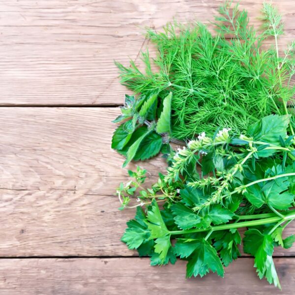 watercress and thyme fragrance for soap and candles