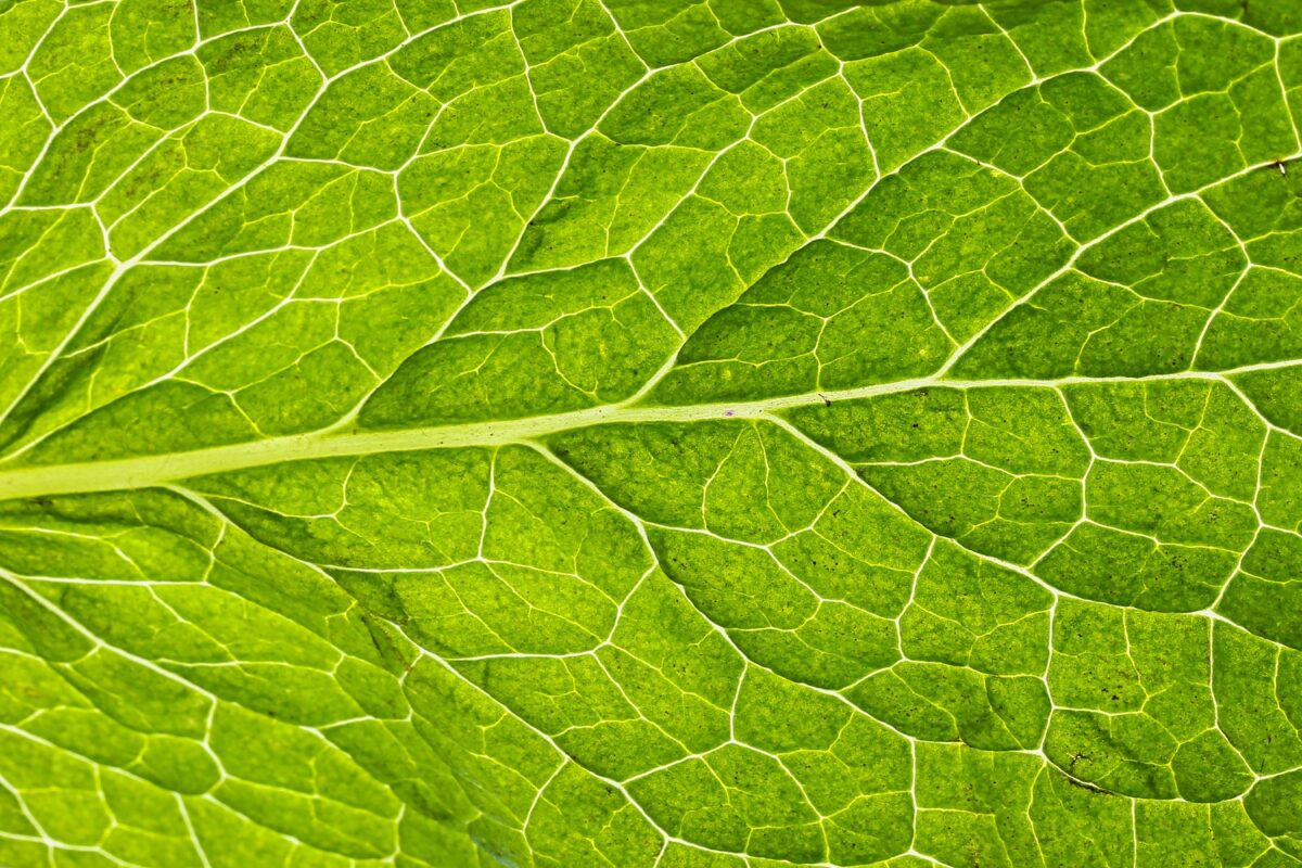 cornmint essential oil