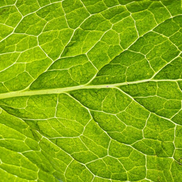 cornmint essential oil