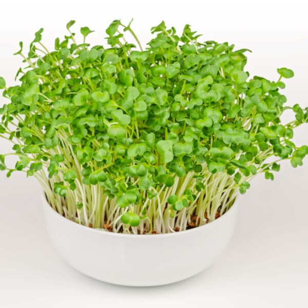 daikon radish seed oil