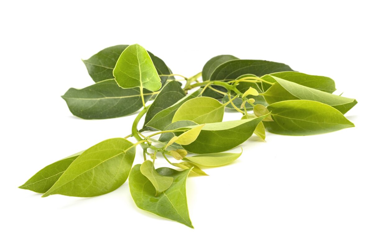 white camphor essential oil