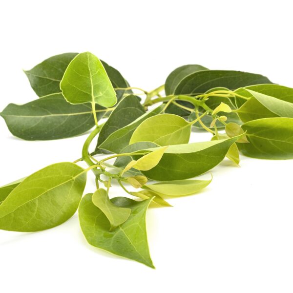 white camphor essential oil