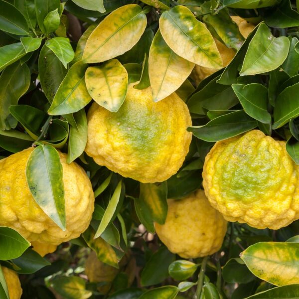 yuzu essential oil mc