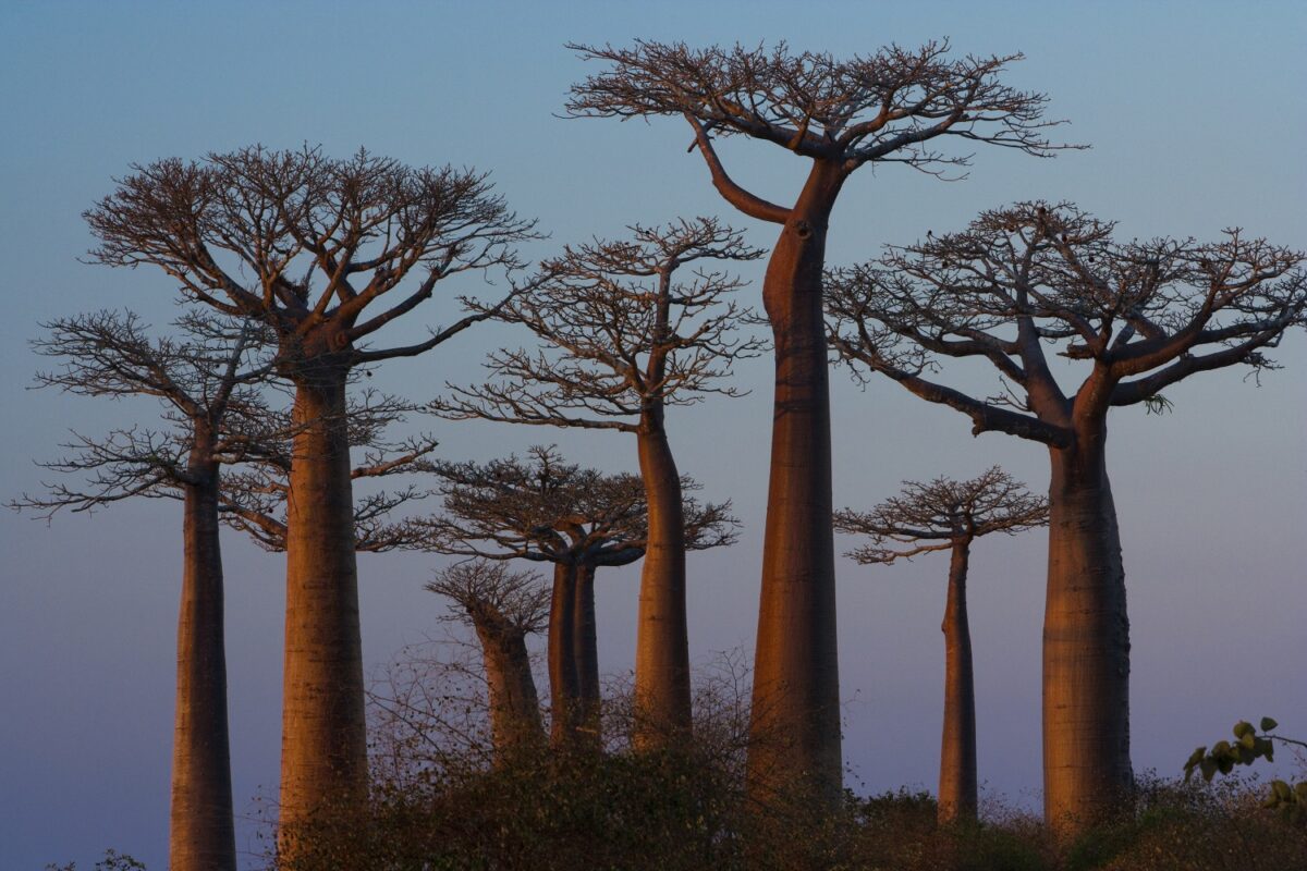 organic baobab oil