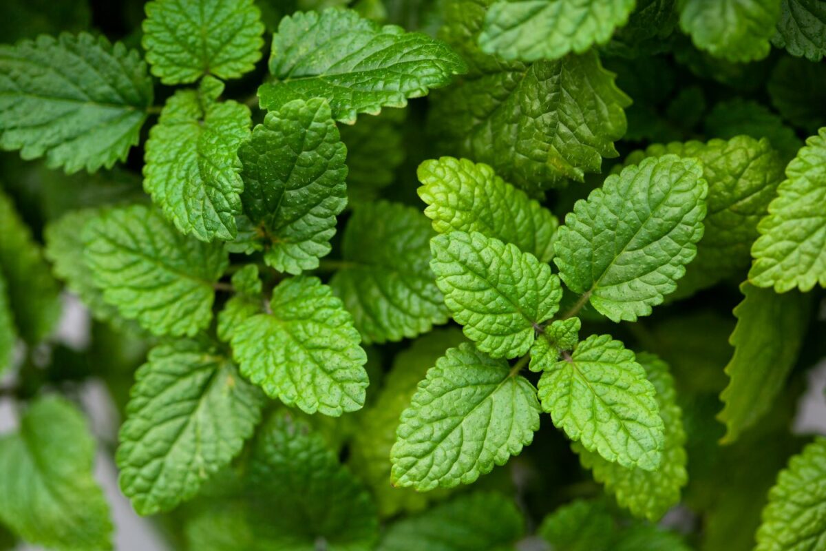 MELISSA (LEMON BALM) ESSENTIAL OIL | RECTIFIED-0