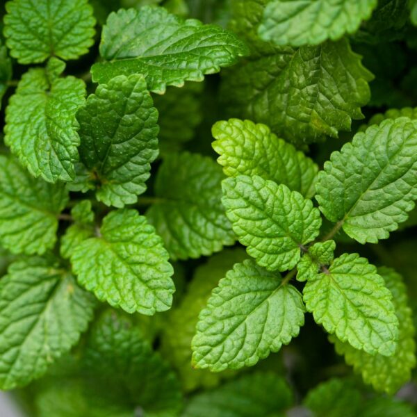 MELISSA (LEMON BALM) ESSENTIAL OIL | RECTIFIED-0