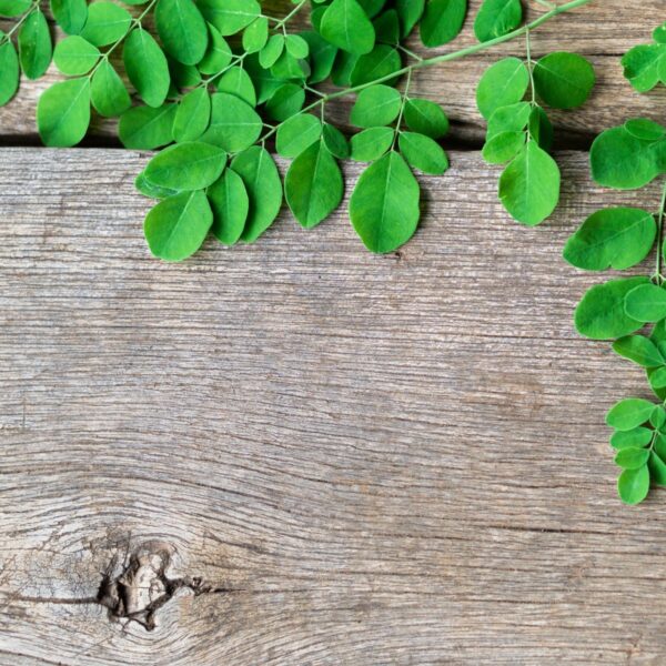 MORINGA OIL | VIRGIN | ORGANIC-0