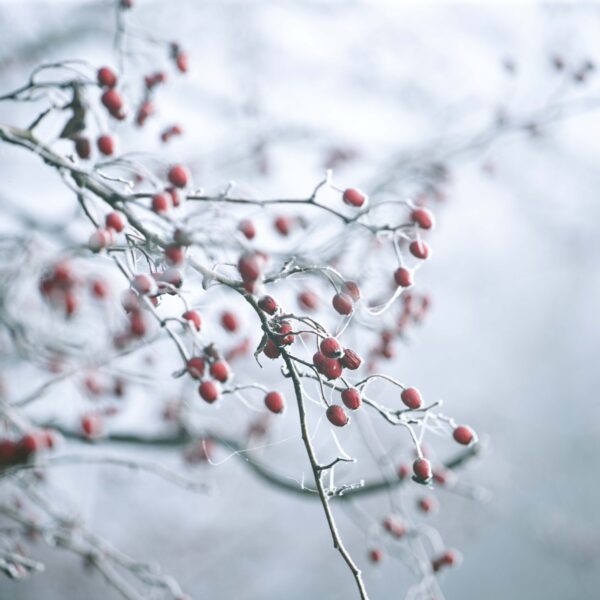 DIVINE FRAGRANCE | SOAP & CANDLE COMPATIBLE | PHTHALATE & PARABEN FREE-0