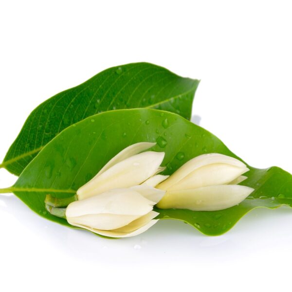 MAGNOLIA ESSENTIAL OIL-0