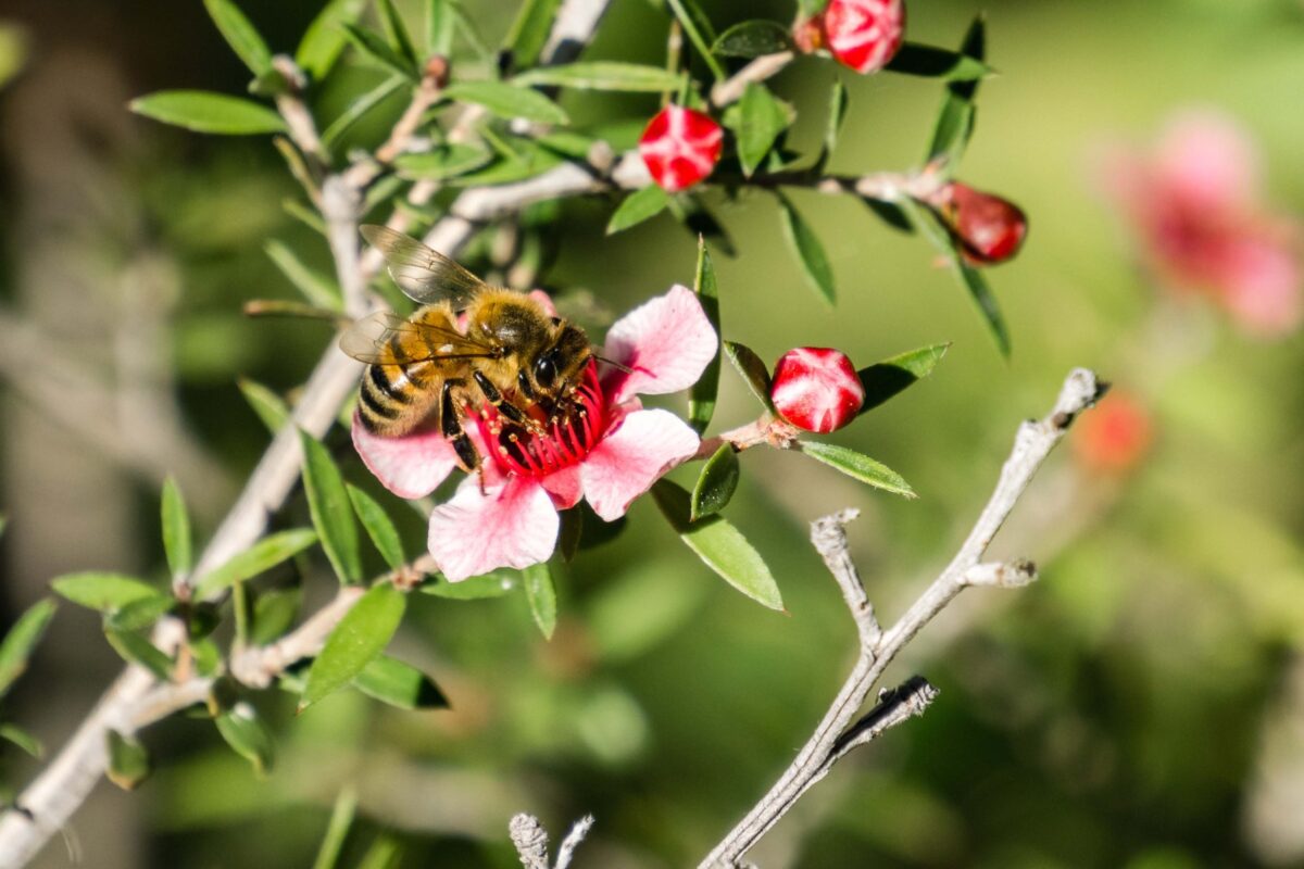 MANUKA ESSENTIAL OIL-0