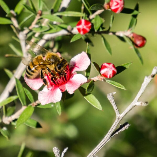 MANUKA ESSENTIAL OIL-0