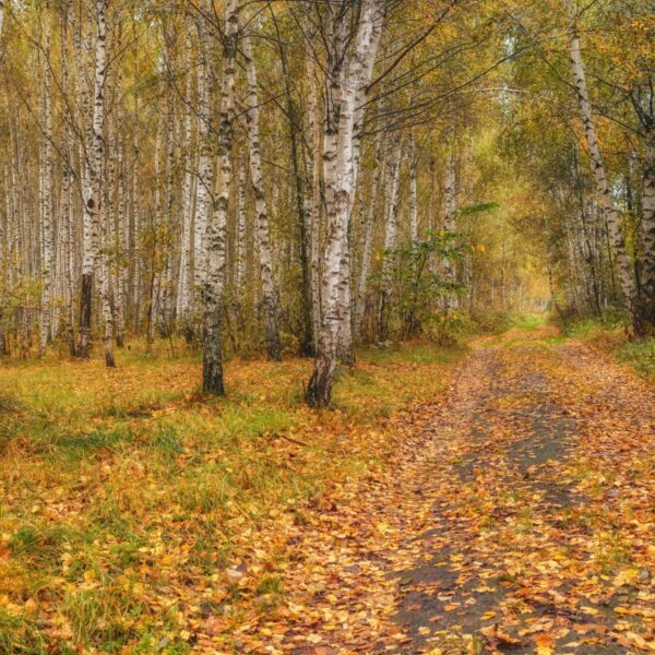 BIRCHWOOD AND CRANBERRY FRAGRANCE