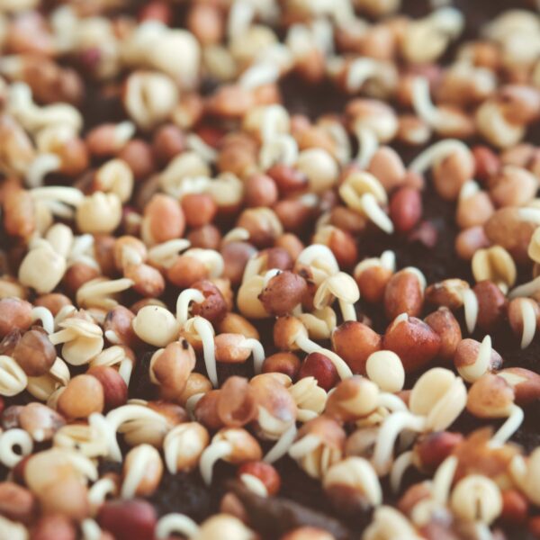 ORGANIC BROCCOLI SEED OIL (COLD PRESSED)