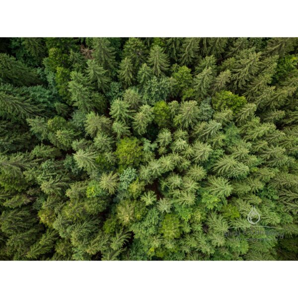 frazier fir fragrance for soap and candles