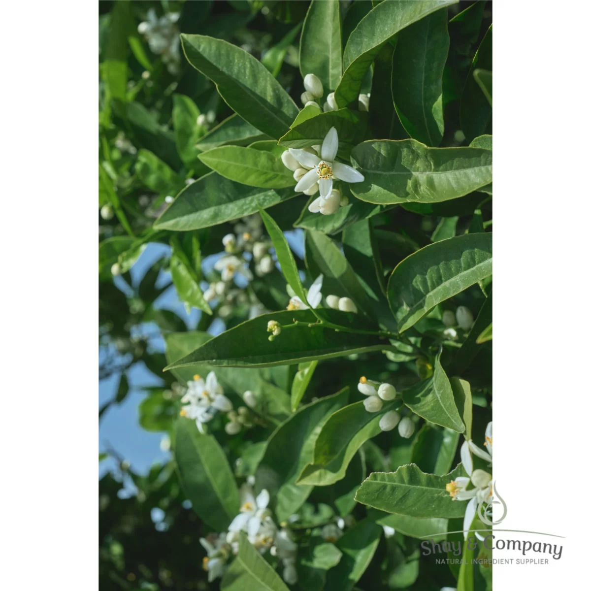 Neroli essential oil