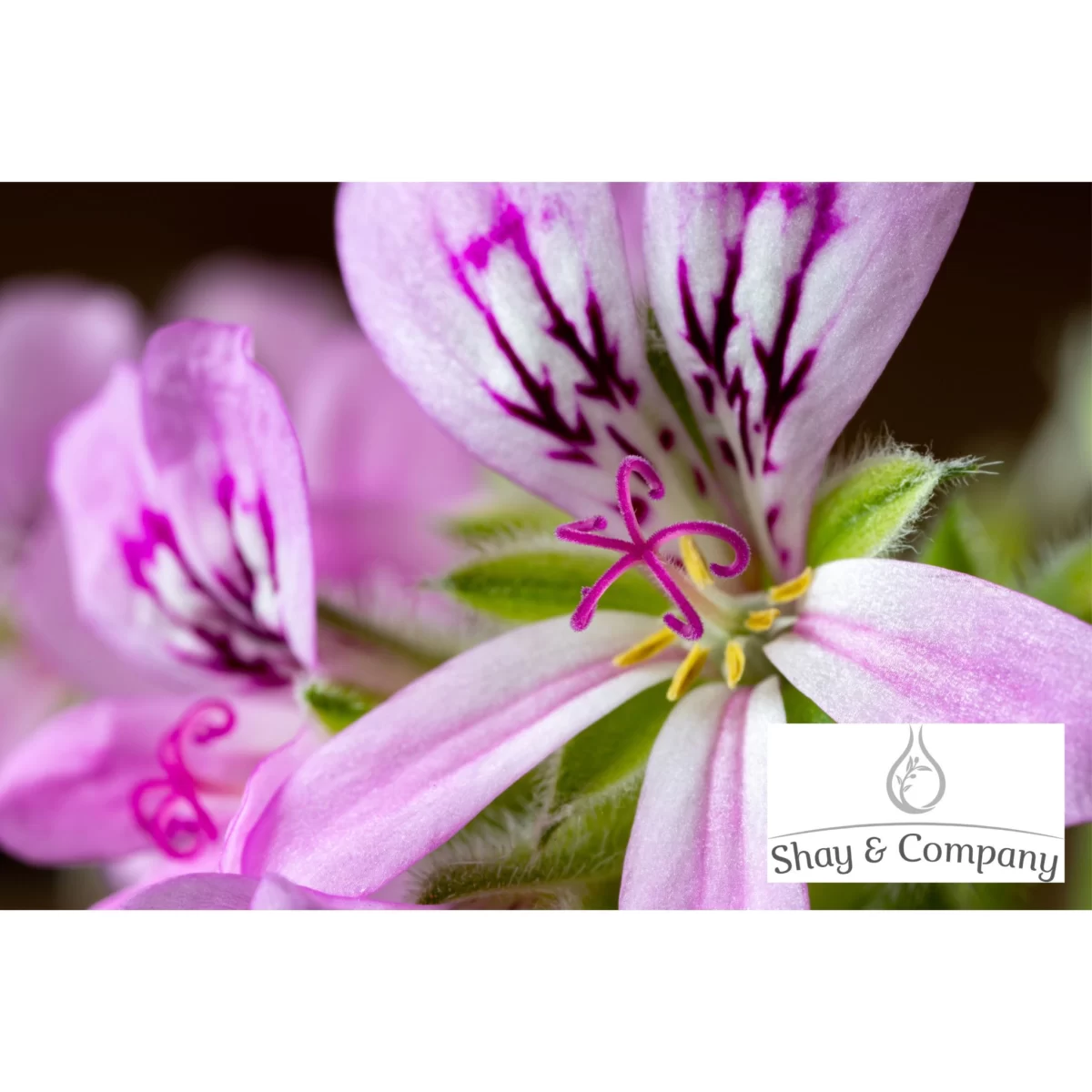 pure geranium essential oil