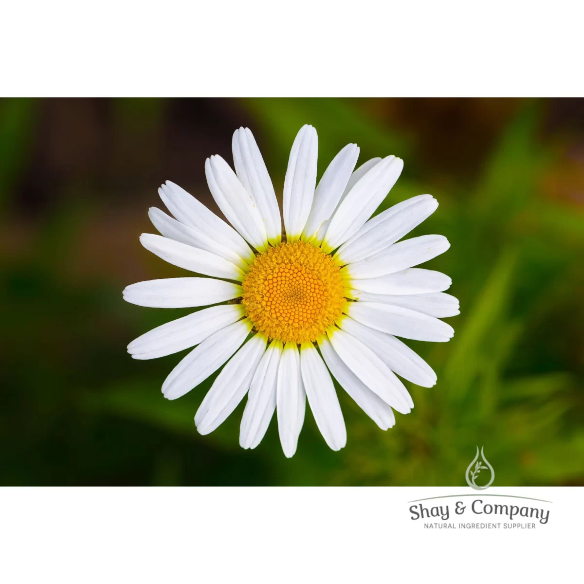 organic chamomile oil