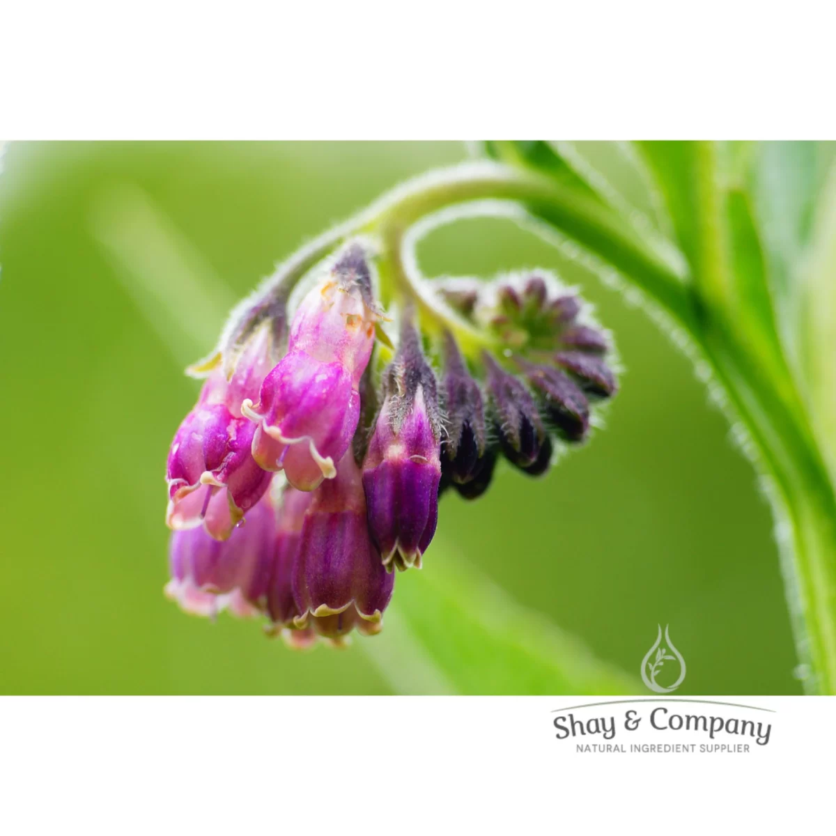 organic comfrey oil