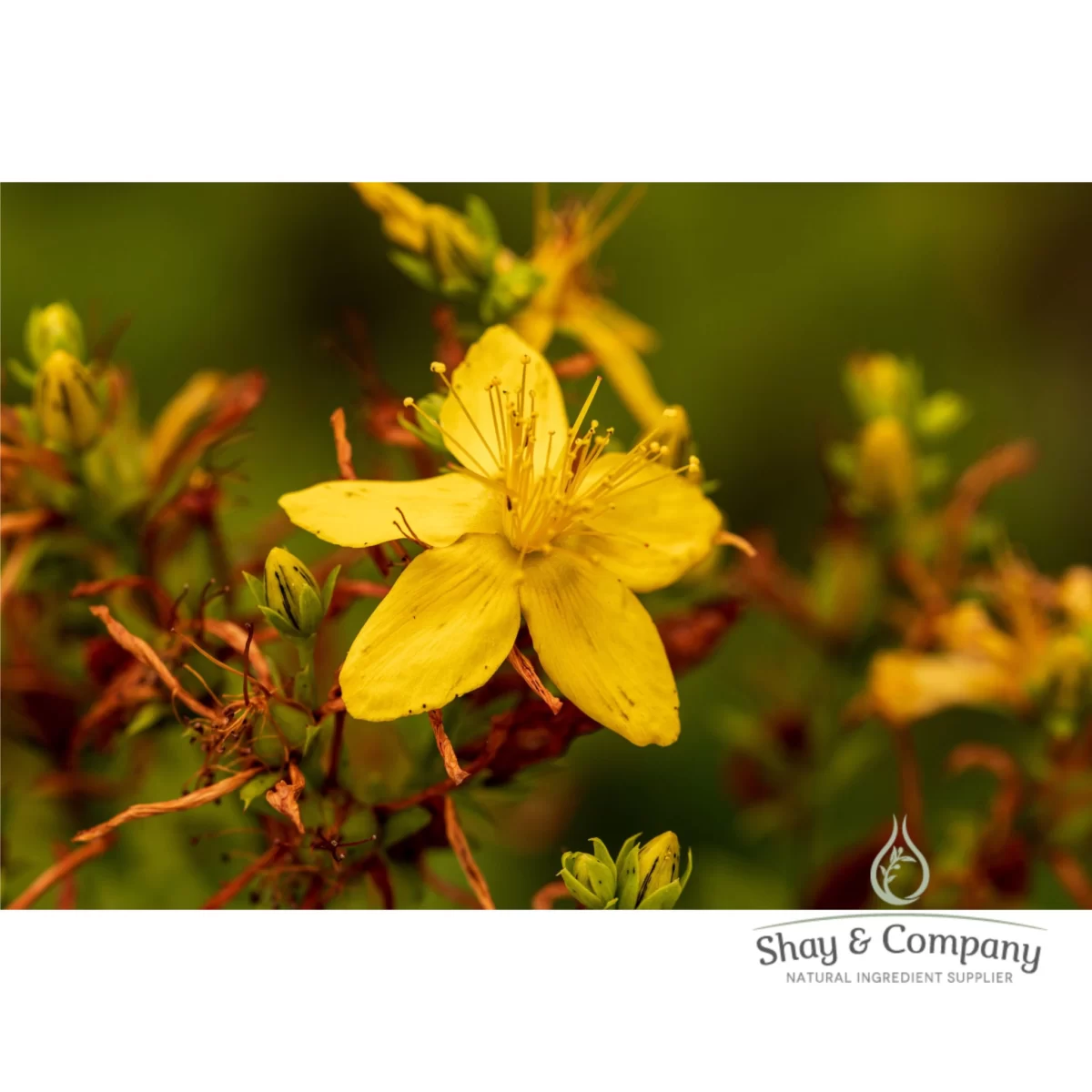 organic st john's wort oil