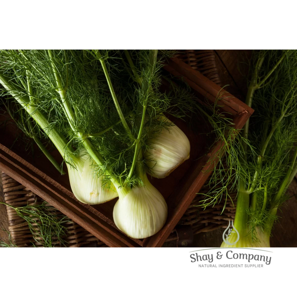 sweet fennel essential oil