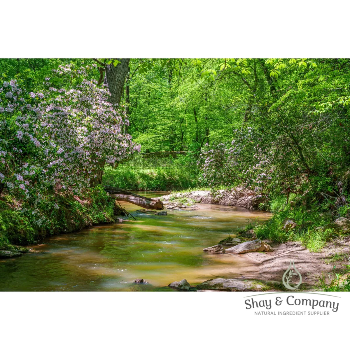 mountain laurel fragrance