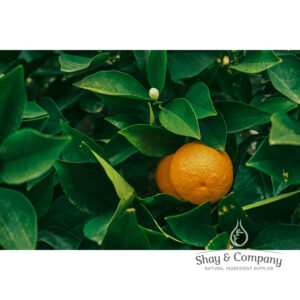 Organic Hydrosols for the Skin Win!