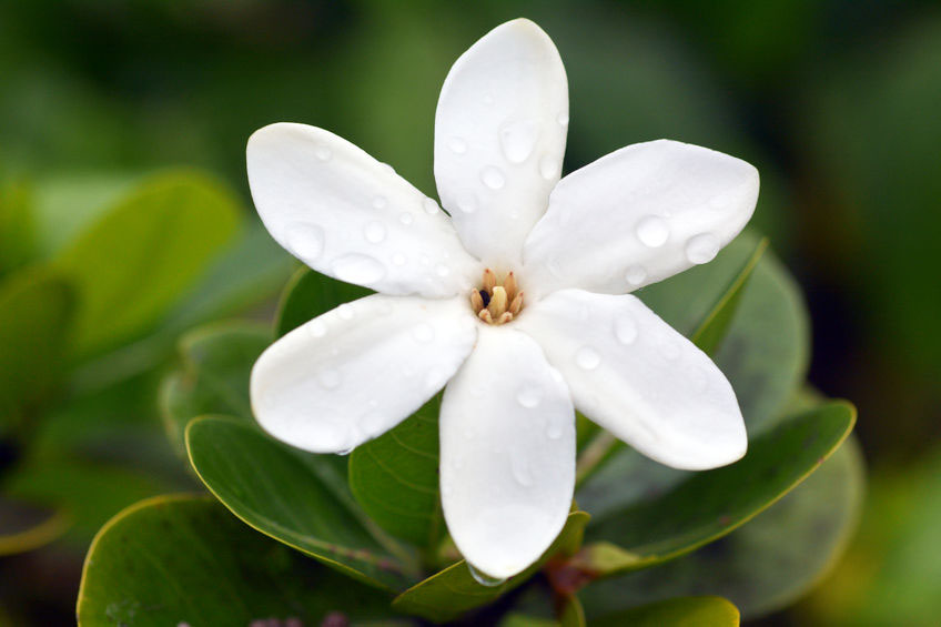 Monoi Oil/Butter (Tahitian Gardenia Oil)