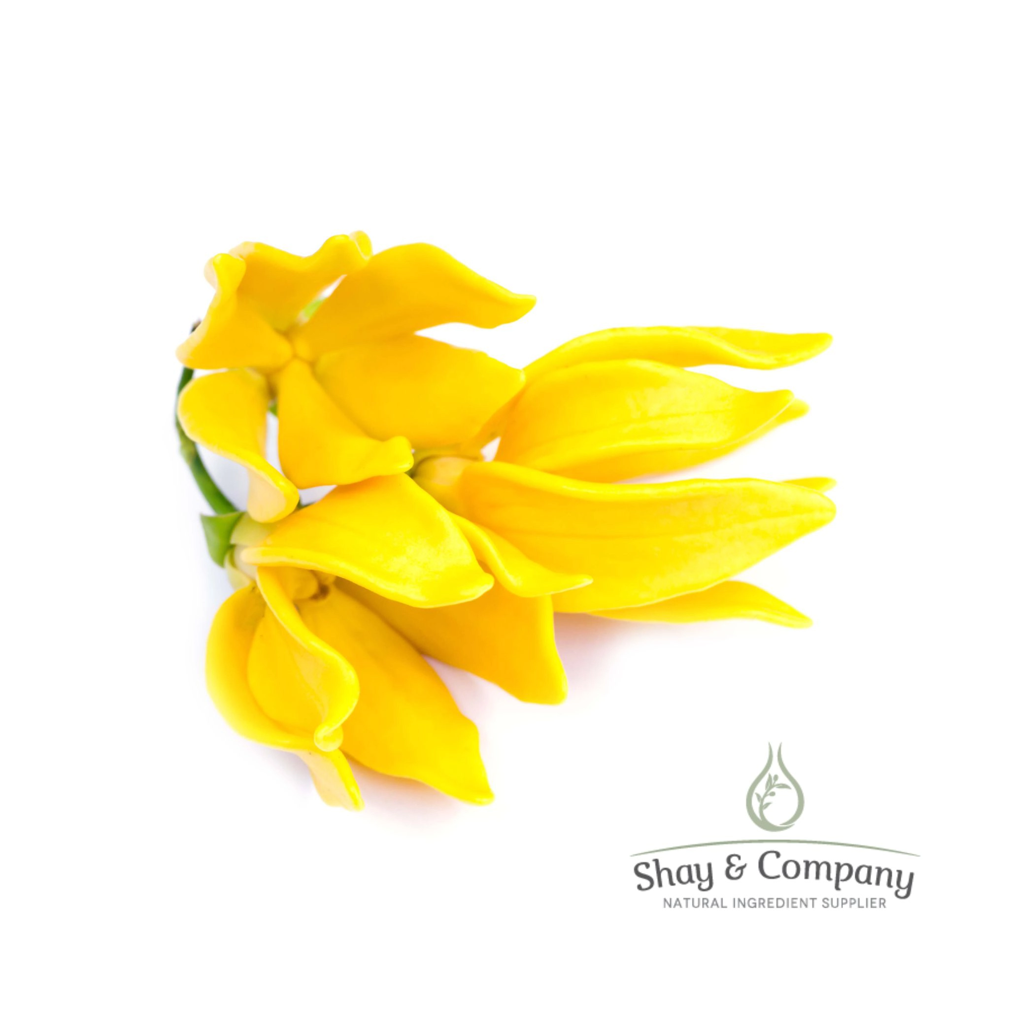Ylang Ylang III Essential Oil