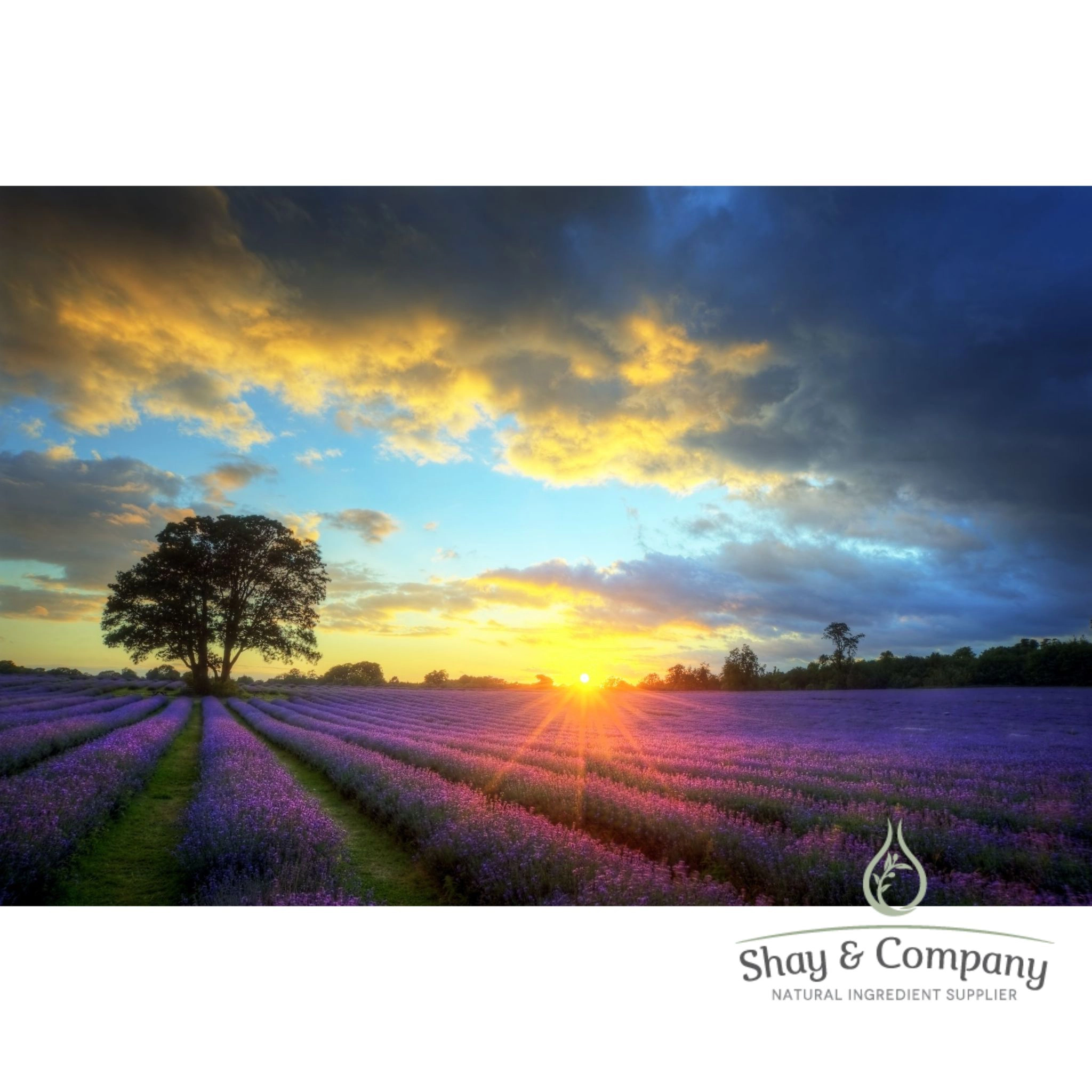 Lavender Essential Oil, Organic, Buena Vista, Oregon Grown